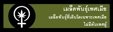 เมล็ดกัญชาเพศเมีย - ไอคอนแท็บรูปภาพสายพันธุ์กัญชาเพศเมีย